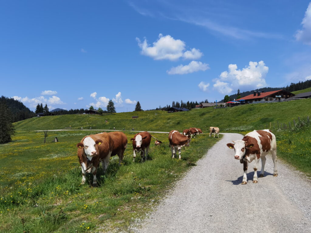 Im Sommer triffst du bei deiner Winkelmoosalm Wanderung die Kühe auf der Weide