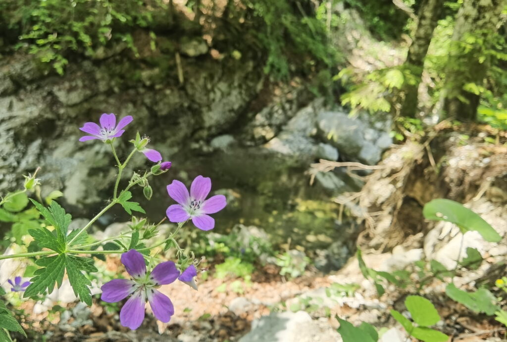 Winklmoosalm Wanderung